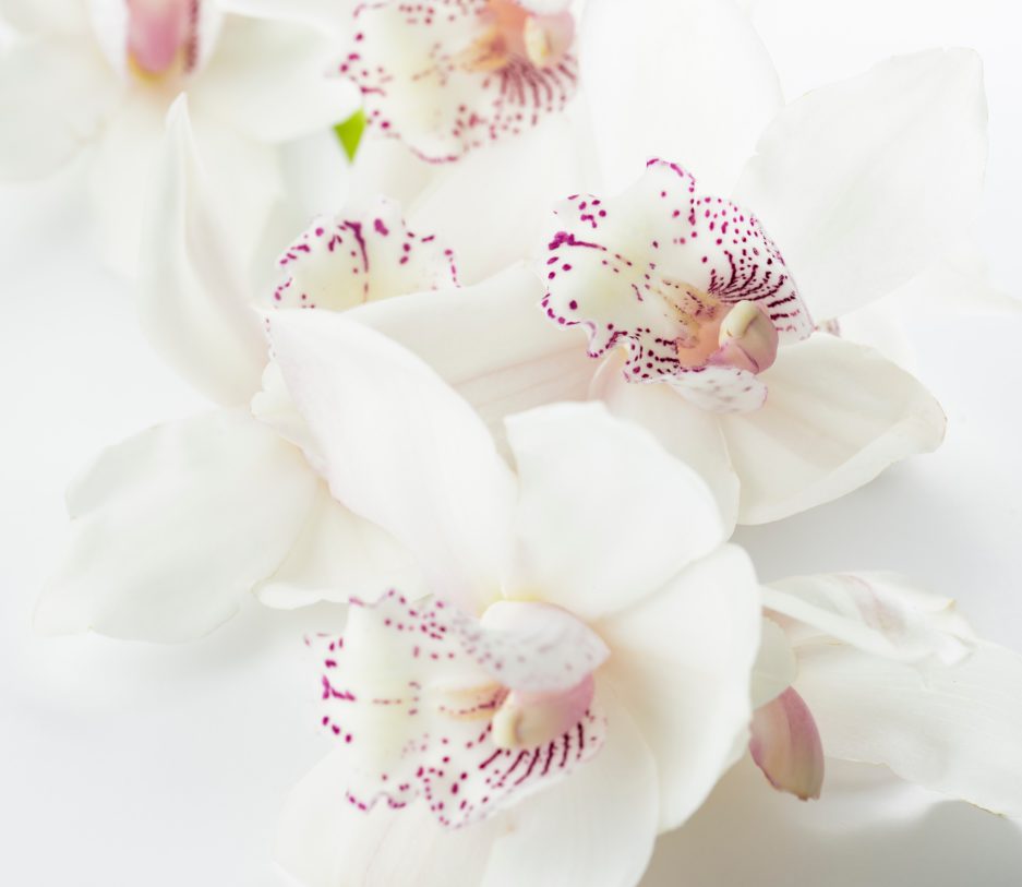 joanna-kosinska-61432-unsplash (2) joanna-kosinska-61432-unsplash (2)